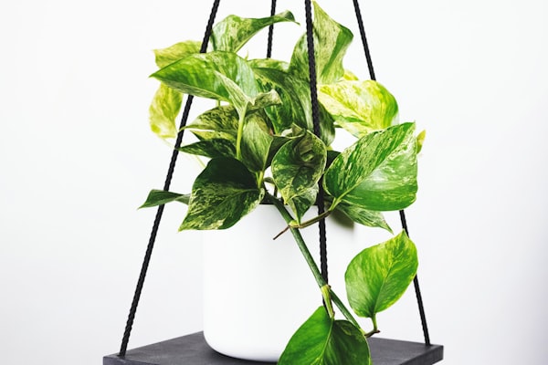 马拉多纳在那不勒斯时期的经典比赛照片